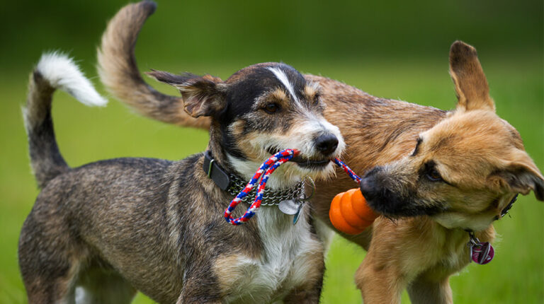 Starting a Doggy Daycare: A Guide to Building a Prosperous Business